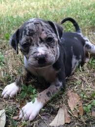 Mila Blue Merle Pitbull It S My Little Violet Puppies And Kitties Merle Pitbull Cute Puppy Pictures