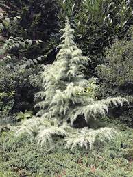 We did not find results for: Robot Check Cedrus Deodara Dwarf Shrubs Cedar Trees