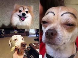 So do they have or even need eyebrows? Makeup Eyebrows Make These Dogs Look So Much Better Trey Speegle