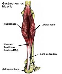 Superficial posterior compartment of the leg (calf). What Is The Anatomical Term For Your Calf Muscle Of The Lower Leg Gastrocnemius Muscle Gastrocnemius Muscle Calf Strain Many Muscles Derive Their Names From Their Anatomical Region