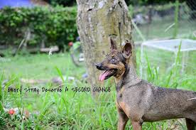 Aging up your pet in roblox adopt me is a pretty simple process, but it can take a while so it's helpful to know exactly how long this sort of thing might take. Where To Adopt Pets In Kl And Selangor Expatgo