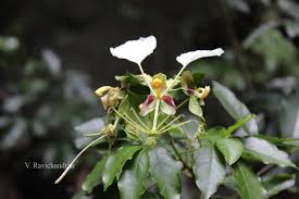 Image result for Cadaba