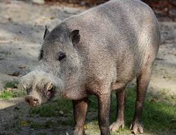 The wild boar (sus scrofus) is the largest of the 19 pig species, with wild species weighing in the wild boar is an old world pig, like all pigs in the family susidae. Wild Boar Life Expectancy