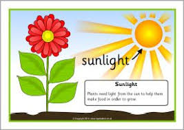 Things Plants Need To Grow Posters Sb7614 Plant Needs Plant Pictures Plant Art