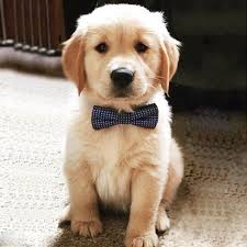 Maybe you would like to learn more about one of these? What Is Your Golden Retriever S Name Why Did You Choose To Call Him Her That Quora
