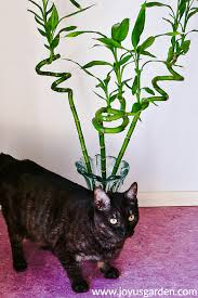 Yellow stems indicate a systemic problem that's affecting the whole plant, such as an infection. Trimming Lucky Bamboo Pruning Or Cutting Back