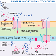 Pin By Fiona Wint On Https Drawittoknowit Com In 2020 Cell Biology Mitochondria Biology Facts