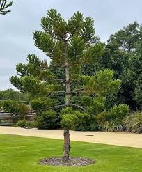 Image result for Callitris endlicheri