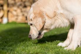 Mon Chien Vomit Jaune De La Bile Pourquoi Et Comment Y Remedier