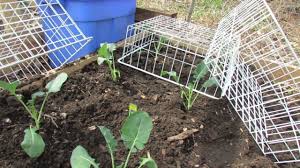 If you'd like more choices, take a look. Protect Your Garden Greens Plants From Rabbits Thrift Store Shopping Youtube