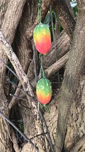 Image result for Coccinia sessilifolia