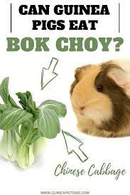 Pin On Guinea Pig Food And Diet