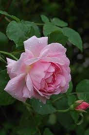 English Shrub Rose Rosa Constance Spry U K 1961 Beautiful Flowers Beautiful Roses Pretty Flowers