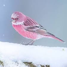 Positive On Twitter Bir Ara Nesli Tukendi Zannedilen Daha Sonra Yeniden Kesfedilen Pembe Serce Muhtesem In 2020 Animals Bird Make It Yourself