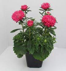 China Aster Callistephus Chinensis Season Early Summer To Fall Use Exterior Plant Beds Borders Or Height Interior P Bedding Plants Plants Interior Plants