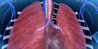 Gcse Pe Cardiorespiratory System Teachpe Com