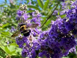 Image result for Vitex