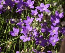 Image result for Wahlenbergia hookeri