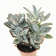 Image result for Fadogia tomentosa