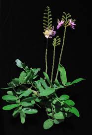 Image result for Baikiaea