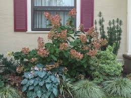 Plant Combo Featuring Quick Fire Hydrangea Quick Fire Hydrangea Hydrangea Landscaping Plants