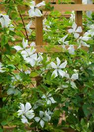 Image result for Lankesteria alba