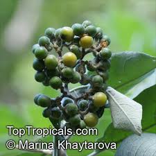 Image result for Solanum mauritianum