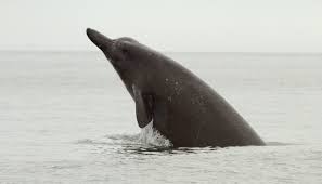 A new beaked whale species berardius minimus, which has been long postulated by local whalers in hokkaido, japan, has been confirmed. V Ohotskom More Obnaruzhen Novyj Vid Kitov Novosti Pridnestrovya