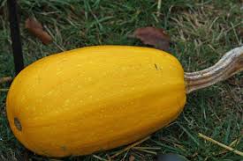 Browse 230 spaghetti squash stock photos and images available, or search for spaghetti squash white background or spaghetti squash isolated to find more great stock photos and pictures. How To Tell When Spaghetti Squash Is Ripe And How To Ripen After Picking The Practical Planter