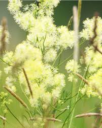 Image result for Satyrium flavum