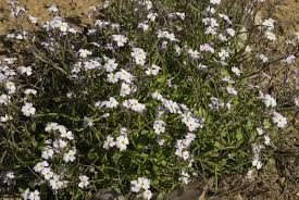 Image result for Malcolmia maritima