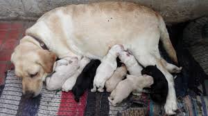 Maybe you would like to learn more about one of these? Labrador Retriever Puppies For Sale In Coimbatore Tamil Nadu
