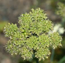 Image result for Oenanthe mildbraedii