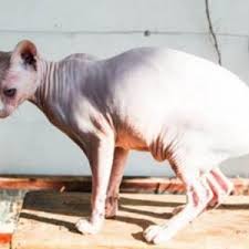 Finding a sphynx cat for adoption can take more effort than more common cat breeds as they're less likely to be found in rescues. Rehomed Sphynx And Ragdoll Mix Cats Found Loving Home Together San Diego Ca