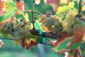 Typical symptoms include chlorotic specks, vein banding, shortened internodes, distorted leaves, stunting, uneven berry size, and reduced yields (fig. Wine Facts