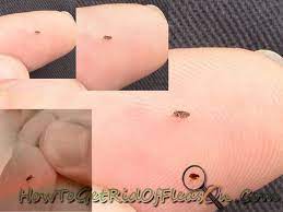 Pin On How To Kill Fleas