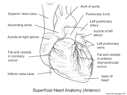 When we think of october holidays, most of us think of halloween. Human Heart By Yulia Znayduk Coloring Pages Printable
