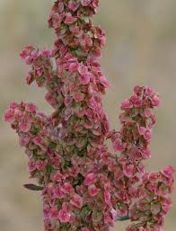 Image result for Rumex lanceolatus