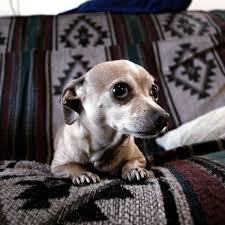 Pin On Dogs