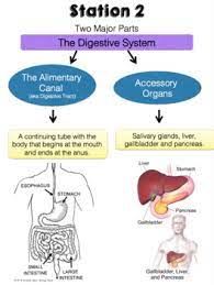 Digestive System Exhibition Stations By Biology Roots Tpt