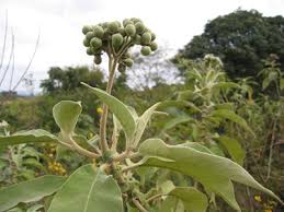 Image result for Solanum mauritianum