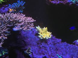 Top quality coloring sheets for free. What Drives Acro Color Outside Of Lighting Page 5 Reef2reef Saltwater And Reef Aquarium Forum