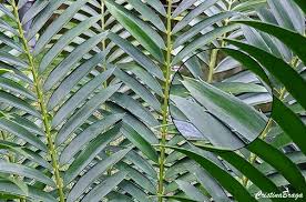 Image result for Encephalartos chimanimaniensis