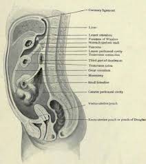Kidney, colon or small intestine are the only possible organs. Organs On Right Side Of Body Behind Rib Cage