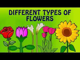 We did not find results for: Learn English Flower Names With Pictures Different Types Of Flowers Preschool Learning Videos Youtube