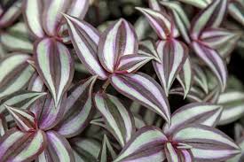 Wandering jew tricolor unrooted cuttings. Inch Plant How To Care For Inch Plants Wandering Jew Tradescantia The Old Farmer S Almanac