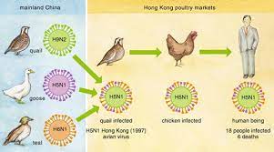La última epidemia de gripe aviar en el gigante asiático tuvo lugar a finales de 2016 y 2017, con el virus h7n9. Los Determinantes Sociales De La Gripe Aviar Salud Publica Y Algo Mas
