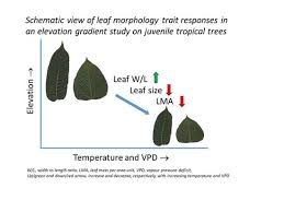 Image result for Bridelia brideliifolia