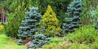 With evergreen trees, you never have to worry about this. 5 Reasons To Plant More Evergreens Platt Hill Nursery