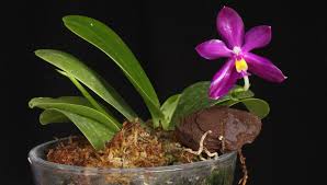 Image result for Indigofera pulchra